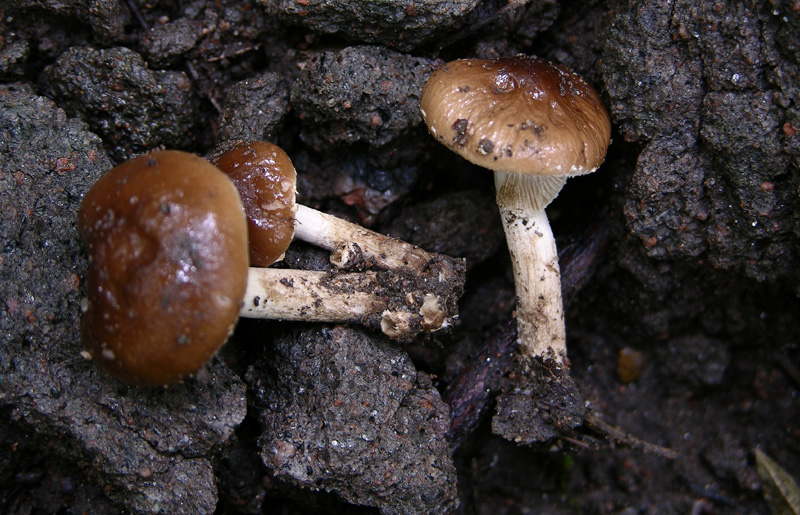 Ocrosporeo da determinare.